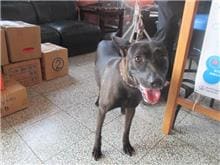 Photo of No. CAAAG1070111015, Male · Medium · Mixed breed