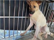 Photo of No. AAAHG1090620001, Adult · Female · Medium · Mixed breed