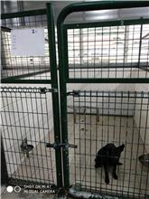 Photo of No. XAAAG1071205001, Adult · Male · Medium · Mixed breed