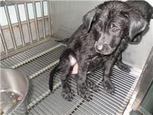 Photo of No. CAAAG1080720001, Adult · Female · Medium · Mixed breed