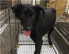 Photo of No. 1100723D01, Adult · Female · Medium · Mixed breed