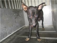 Photo of No. CAAAG1110827006, Adult · Female · Medium · Mixed breed