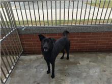 Photo of No. 1080724D02, Adult · Female · Large · Mixed breed