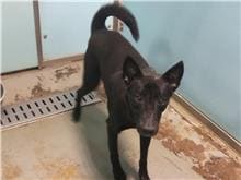Photo of No. 105080305, Adult · Male · Medium · Mixed breed