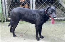 Black adult male mixed-breed dog, Medium, shelter no. …3005