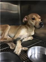 Photo of No. AAAHG1071130002, Adult · Male · Medium · Mixed breed