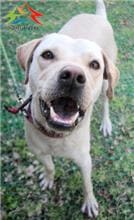 Photo of No. FAABG11103080015, Adult · Male · Medium · Mixed breed