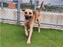 Photo of No. RAAAG1091007002, Adult · Male · Large · Mixed breed