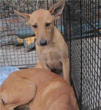 Photo of No. AAACG1070510027, Adult · Male · Medium · Mixed breed