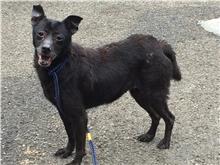 Photo of No. 107072322, Adult · Female · Medium · Mixed breed