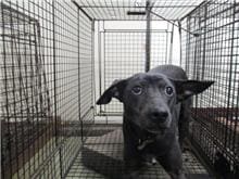Photo of No. CAAAG1090312002, Female · Medium · Mixed breed