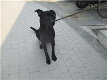 Black male mixed-breed dog, Medium, shelter no. …8001