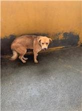 Photo of No. PAAAG1091106004, Adult · Female · Large · Mixed breed