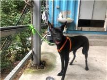 Photo of No. AAAHG1091127001, Adult · Female · Medium · Mixed breed