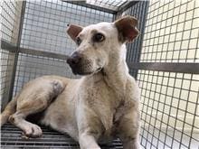Photo of No. 111071803, Adult · Female · Medium · Mixed breed