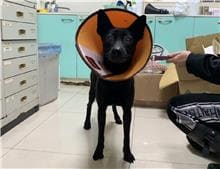 Photo of No. 111032201, Adult · Male · Medium · Mixed breed