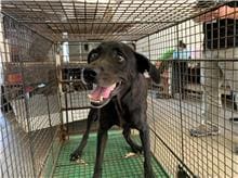 Black adult female mixed-breed dog, Medium, shelter no. …0006