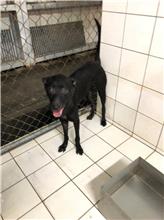 Photo of No. AAAIG105011905, Adult · Female · Small · Mixed breed