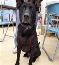 Photo of No. AAAEG1091224002, Adult · Male · Medium · Mixed breed