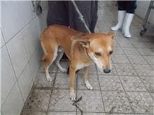 Photo of No. HAAAG1041203226, Adult · Male · Medium · Mixed breed
