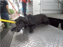 Photo of No. HAAAG1060222288, Adult · Female · Medium · Mixed breed