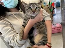 Photo of No. CAAAG1110216013, Adult · Female · Medium · Mixed breed