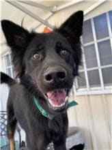 Photo of No. MAAAG1100219004, Adult · Male · Medium · Mixed breed
