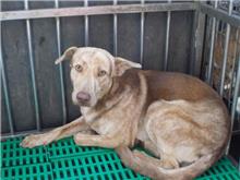 Photo of No. HAAAG1040107260, Adult · Male · Medium · Mixed breed