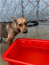 Photo of No. CAAAG1110912022, Adult · Female · Medium · Mixed breed