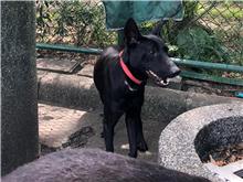 Photo of No. 108031406, Adult · Male · Medium · Mixed breed