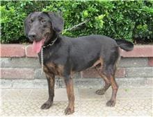Photo of No. HAAAG1051006245, Adult · Female · Large · Mixed breed