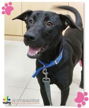 Photo of No. 108010805, Adult · Male · Medium · Mixed breed