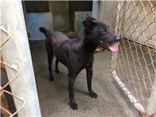 Black young male mixed-breed dog, Small, shelter no. …2307
