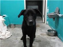 Photo of No. RAAAG1090107001, Adult · Male · Medium · Mixed breed