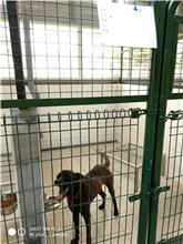 Photo of No. XAAAG1070705003, Adult · Male · Medium · Mixed breed