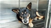 Photo of No. AAADG2019120501, Adult · Male · Medium · Mixed breed