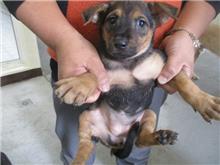 Photo of No. CAAAG1071207007, Young · Female · Small · Mixed breed