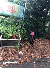 Photo of No. AAAHG1090523002, Adult · Female · Medium · Mixed breed