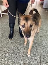 Photo of No. CAAAG1100501001, Adult · Male · Medium · Mixed breed