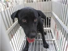 Black female mixed-breed dog, Medium, shelter no. …1013