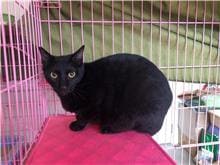 Black adult female mixed-breed cat, Medium, shelter no. …1403