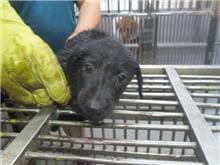 Photo of No. CAAAG1090804010, Male · Small · Mixed breed