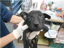 Photo of No. CAAAG1091124007, Adult · Female · Small · Mixed breed