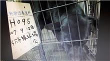 Photo of No. 107-H095D, Male · Large · Mixed breed