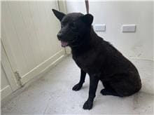 Photo of No. 111070513, Adult · Male · Medium · Mixed breed