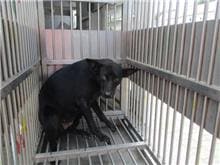 Photo of No. CAAAG1061016004, Adult · Female · Medium · Mixed breed