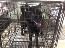 Photo of No. 1110803D01, Adult · Female · Large · Mixed breed