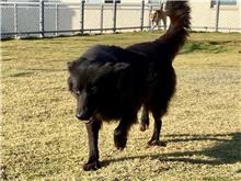 Photo of No. RAAAG1040630001, Adult · Male · Medium · Mixed breed