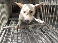 Photo of No. CAAAG1060905004, Adult · Female · Medium · Mixed breed