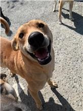 Photo of No. MAAAG1100219002, Adult · Male · Medium · Mixed breed